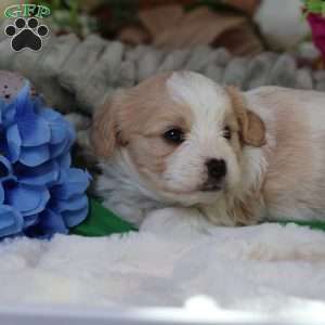 Murphy, Cavachon Puppy